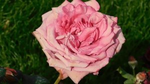 27=09=2025     КРАСНОДАР . ПАРК  СЕРГЕЯ ГАЛИЦКОГО.  ДЕНЬ ГОРОДА.  232  ГОДОВЩИНА.  JPG (114)