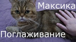 Поглаживание кота Максика №3