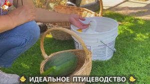 Идеальное птицеводство достойно восхищения 🐓🦆🦢🦚🦃🐔 эпизод (353)