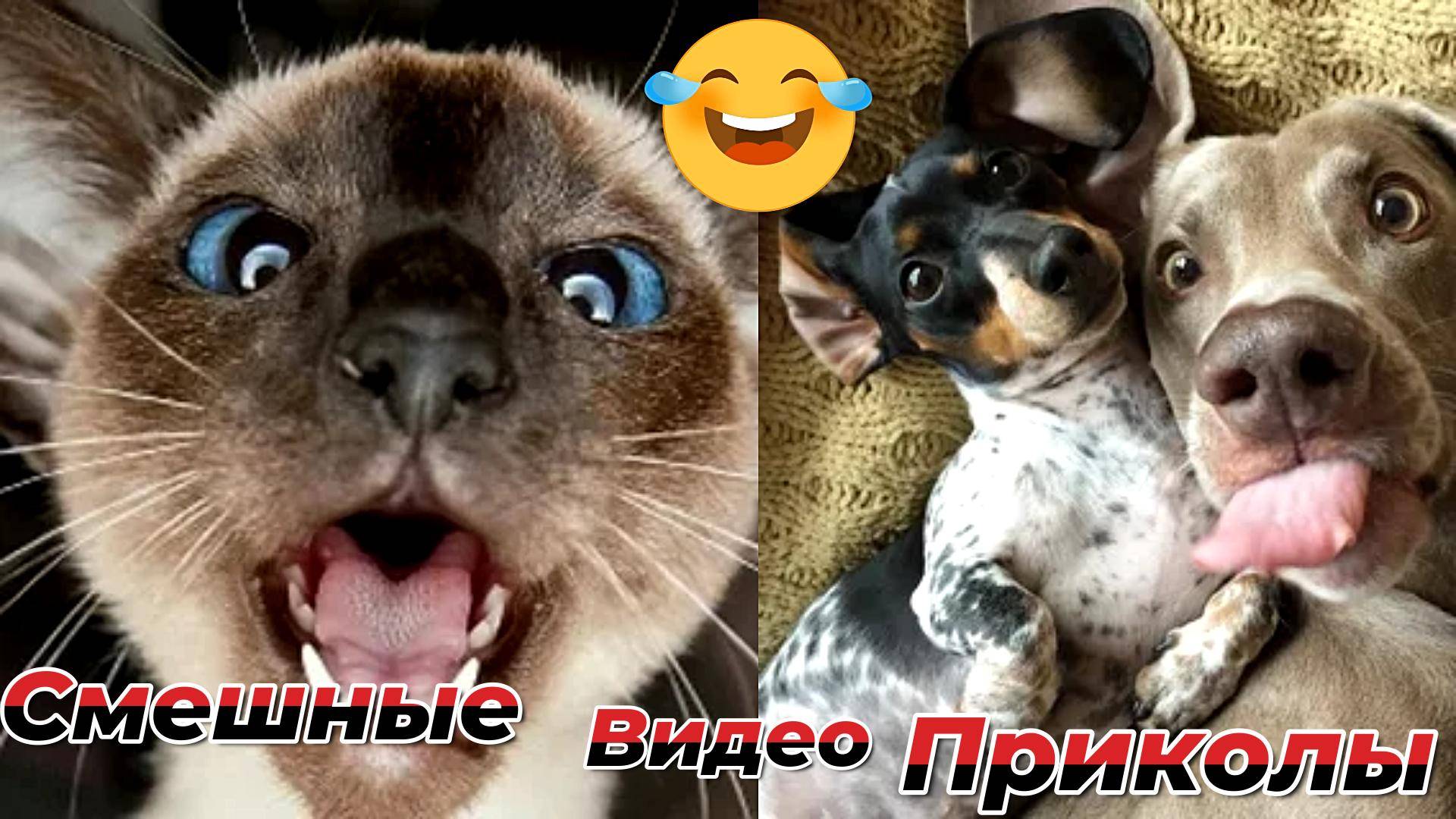 Самые смешные видео приколы|Юмор и Приколы