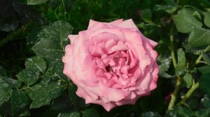 27=09=2025     КРАСНОДАР . ПАРК  СЕРГЕЯ ГАЛИЦКОГО.  ДЕНЬ ГОРОДА.  232  ГОДОВЩИНА.  JPG (116)