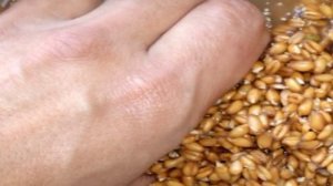 Квас из пшеницы