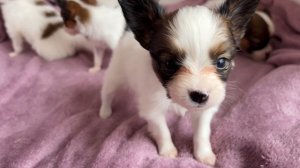 Малыши Папийоны 1 месяц от рождения