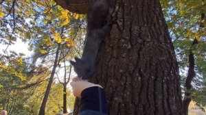 Чернуша мой