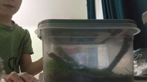 распаковка паука Lukasa + БОНУС ЖИВОЙ БОГОМОЛ