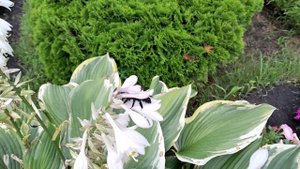 Черная пчела