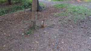 Заготовительный сезон у белок начался!Нужны орешки!