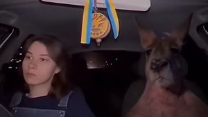 Кенгуру запрыгивает в машину через лобовое