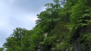 ПТИЧКИ ПОЮТ. АБХАЗИЯ.