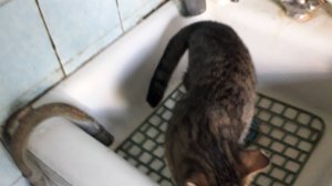 Котенок Барсюша, часть 4!Помощник на кухне!