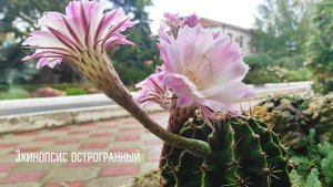 Эхинопсис острогранный зацвёл в октябре