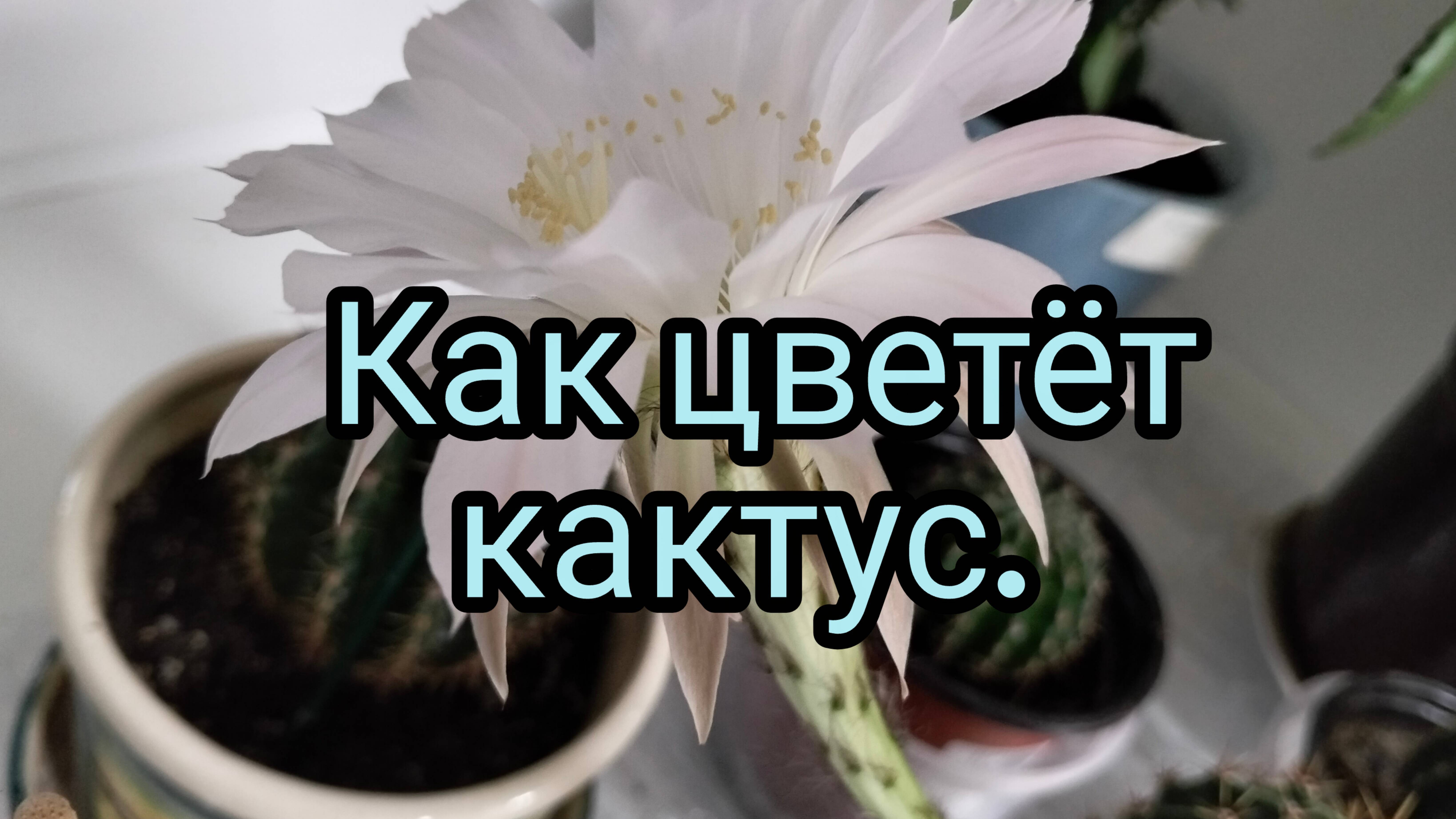 Как цветёт кактус.