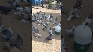 ленинаканцы ушли в линьку.