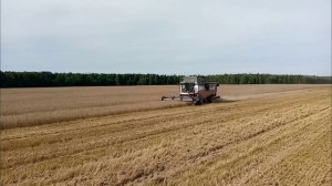 уборка зерновых культур 2025 года