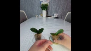 МОХ Сфагнум ДЛЯ Орхидей ? Пересадка деток орхидеи, полив, чем кормить, освещение орхидеи во мху