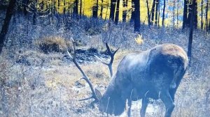 petal_20250923_150233.mp4