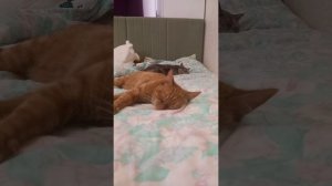 Sonadow. Название книги: страх любого беременного.(6 глава) Автор: Паренкова Мария.
(Котики на фоне)