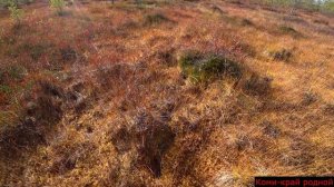 Отличная погода для сбора ягод.