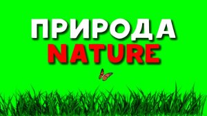 ФУТАЖ «ПРИРОДА / ГРОМ / ДОЖДЬ» ЗЕЛЁНЫЙ ЭКРАН