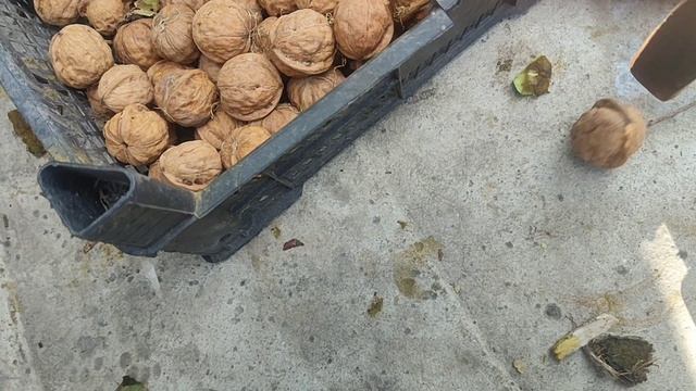 ГРЕЦКИЙ ОРЕХ, УРОЖАЙ 2025 ГОДА! смотреть онлайн