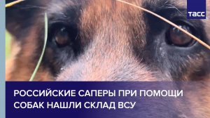 Российские саперы при помощи собак нашли склад ВСУ