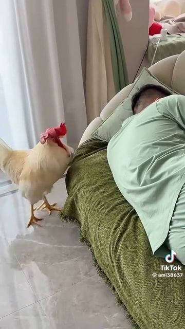 Рас кукарекался смотреть онлайн