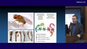 Киреев И.И. - Клеточная биология - 4. Экспрессия и регуляция генов. Нехроматиновые домены ядра