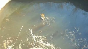 Страшный бассейн