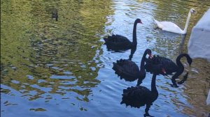 РЫБА, ЛЕБЕДИ И ЛЮДИ)