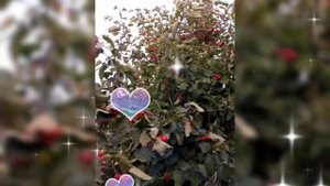 🍂 БОЯРЫШНИК, КЛЁН 🍂 29 СЕНТЯБРЯ 2025 г.🍂