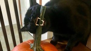 У нас есть небольшие комплексы для кошек из серии скромно и со вкусом