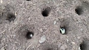 Посадка озимого чеснока, несколько лайфхаков 🙂