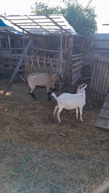 Козы дерутся. Коза и молодой козёл 🐐