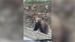 Нашествие медведей в регионах: как себя вести, если на пути хищник