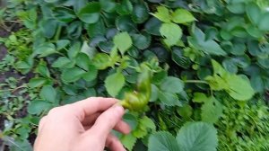 Шесть соток подготовка к завершению сезона граблями навели порядок возле перца и убрали свеклу.