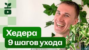 Хедера/Плющ без тормозов! Как ухаживать за плющом. Всё просто — делаю вот это