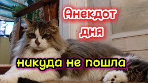 Анекдот дня.