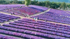 Все оттенки фиолетового: фестиваль хризантем в Южной Корее