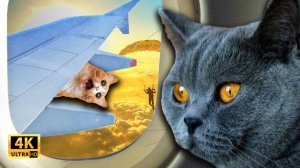 ΠΠΎΡ Π² ΠΊΡΡΠ»Π΅ Π‘Π°ΠΌΠΎΠ»ΡΡΠ° π± Π‘ΠΌΠ΅ΡΠ½ΡΠ΅ ΠΆΠΈΠ²ΠΎΡΠ½ΡΠ΅! ΠΠ΅Π»Π΅ΠΏΡΠ΅ ΡΠΈΡΡΠ°ΡΠΈΠΈ Ρ ΠΆΠΈΠ²ΠΎΡΠ½ΡΠΌΠΈ! Π£Π³Π°ΡΠ½ΡΠ΅ ΠΠΎΡΡ ΠΈ Π‘ΠΎΠ±Π°ΠΊΠΈ 2025