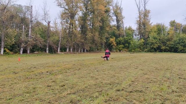 2.  выражено/пож SAN-RATHELLE TORNADO (San-Rathelle Eurostar – Криста Корра с Плесов Битюга)