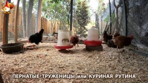 Куриная рутина – что делают куры на выгуле 😂 эпизод (6)