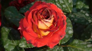 27=09=2025     КРАСНОДАР . ПАРК  СЕРГЕЯ ГАЛИЦКОГО.  ДЕНЬ ГОРОДА.  232  ГОДОВЩИНА.  JPG (101)