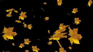 Листопад_МВМ-Дарина Росяночка