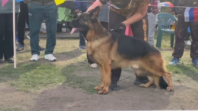 РАБОЧИЙ КОБЕЛИ / Кубок НКП РОСТОВ-НА-ДОНУ 28 сентября`25 Z.Najdovski, Е.Близнецова  Моно н/о