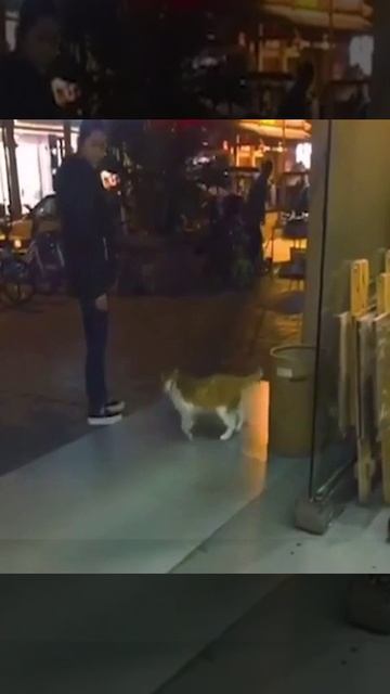 Кошачья лунная походка