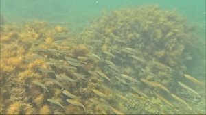 Подводный мир царского пляжа.Крым сентябрь 25г