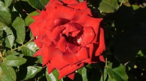 15=09=2025  ник   (53)