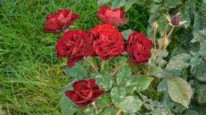 27=09=2025     КРАСНОДАР . ПАРК  СЕРГЕЯ ГАЛИЦКОГО.  ДЕНЬ ГОРОДА.  232  ГОДОВЩИНА.  JPG (92)