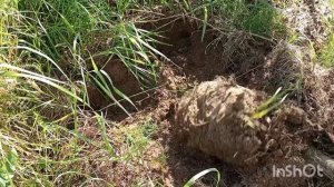 КОПАЕМ КАРТОШКУ.