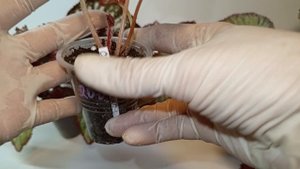 Излишки деток бегоний, + наборы деток бегоний.mp4